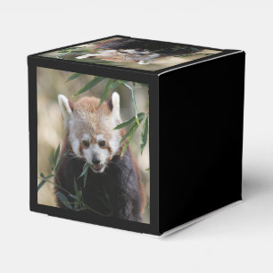 Ballotins Red_Panda_2015_0311