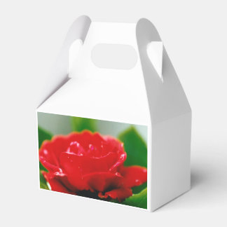 Ballotins Rose rouge de la passion couverte de gouttes de ro