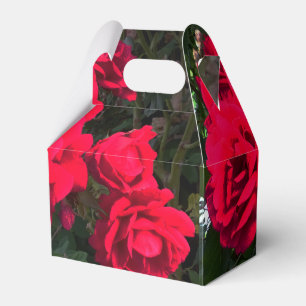 Ballotins Roses rouges en fleurs