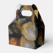 Ballotins Salak [Fruit de serpent] (Arrière)