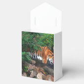 Ballotins Tigre à la chute (Ouvert)