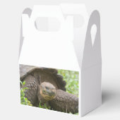 Ballotins Tortue géante (Ouvert)