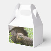 Ballotins Tortue géante (Verso)