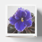 Ballotins Violet africain en floraison (Haut)