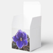 Ballotins Violet africain en floraison (Ouvert)