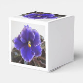 Ballotins Violet africain en floraison (Arrière)