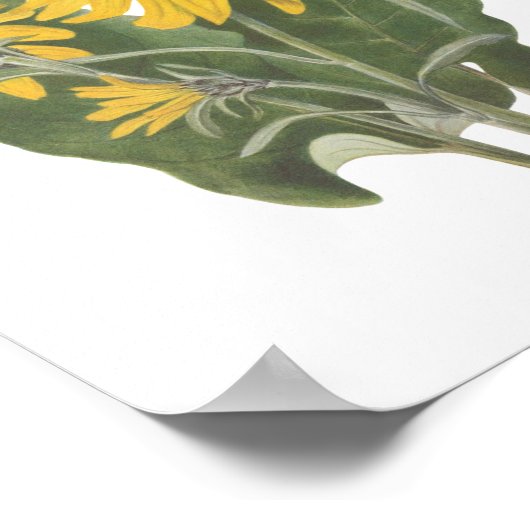 Balsam Root Wildflower Poster (Hoek)