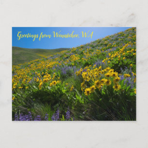 Balsamroot en Lupine in Sage Hills Wenatchee, WA Briefkaart
