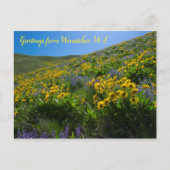 Balsamroot en Lupine in Sage Hills Wenatchee, WA Briefkaart (Voorkant)