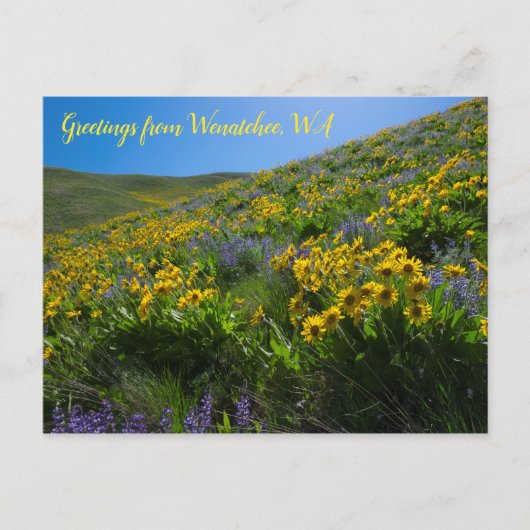 Balsamroot en Lupine in Sage Hills Wenatchee, WA Briefkaart (Voorkant)