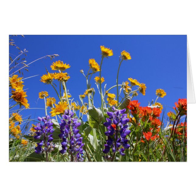 Balsamroot, lupine en penseel (Voorkant Horizontaal)