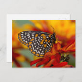 Baltimore-checkButterfly Briefkaart (Voorkant / Achterkant)