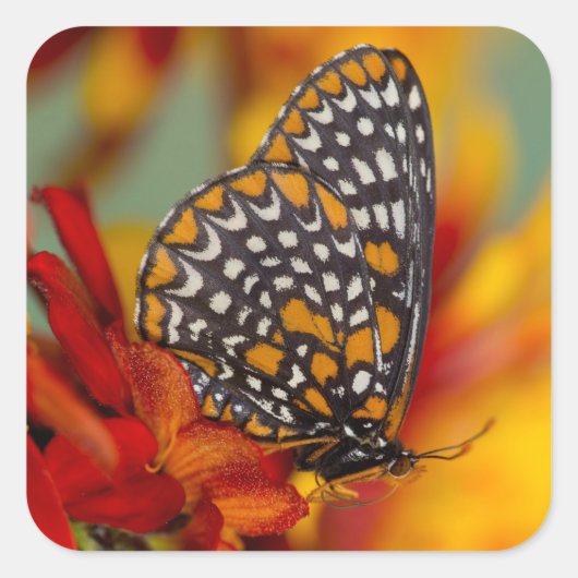 Baltimore-checkButterfly Vierkante Sticker (Voorkant)