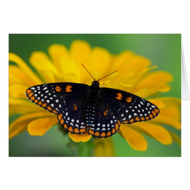 Baltimore Checkered Spot Butterfly (Voorkant Horizontaal)