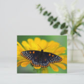 Baltimore Checkered Spot Butterfly Briefkaart (Staand voorkant)