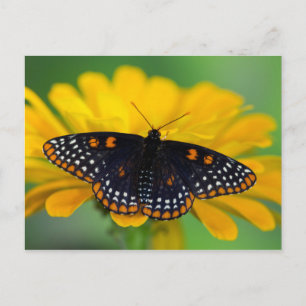 Baltimore Checkered Spot Butterfly Briefkaart