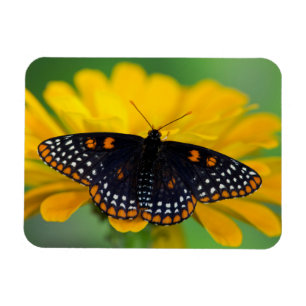 Baltimore Checkered Spot Butterfly Magneet