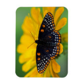 Baltimore Checkered Spot Butterfly Magneet (Verticaal)