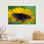 Baltimore Checkered Spot Butterfly Poster (Keuken)