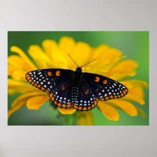 Baltimore Checkered Spot Butterfly Poster