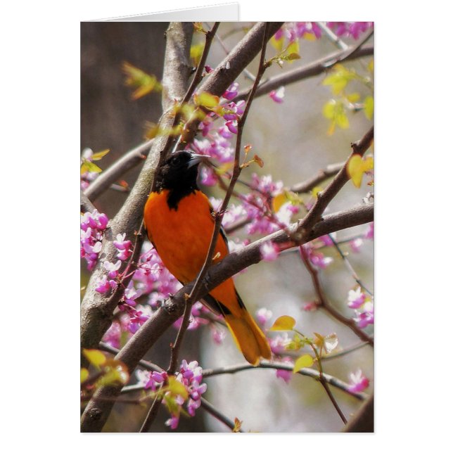 Baltimore Oriole (Devant)