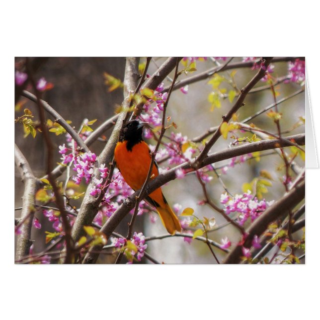 Baltimore Oriole (Devant horizontal)