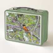 Baltimore Oriole (Achterkant)