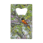 Baltimore Oriole (Dos)