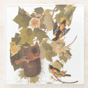 Baltimore Oriole Audubon Bird Family met Nest Glazen Onderzetter