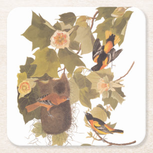 Baltimore Oriole Audubon Bird Family met Nest Vierkante Kartonnen Onderzetter