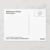 Baltimore Oriole Briefkaart (Achterkant)