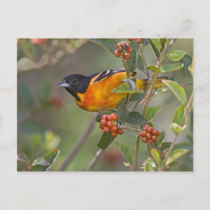 Baltimore Oriole Briefkaart