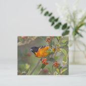 Baltimore Oriole Briefkaart (Staand voorkant)