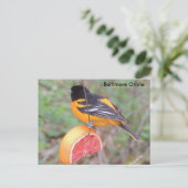 Baltimore oriole briefkaart (Staand voorkant)