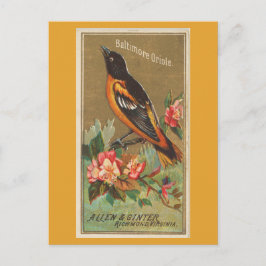 Baltimore Oriole Briefkaart