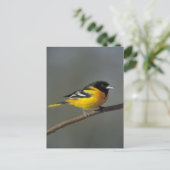 baltimore oriole briefkaart (Staand voorkant)