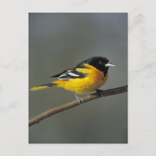 baltimore oriole briefkaart (Voorkant)