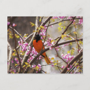 Baltimore Oriole Briefkaart