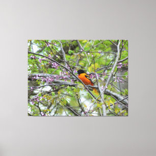 Baltimore Oriole Canvas Afdruk