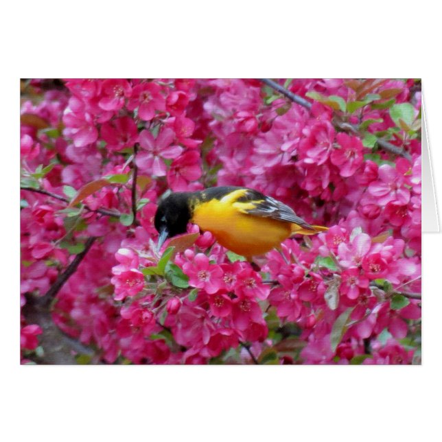 Baltimore Oriole in Crabapple (Voorkant Horizontaal)