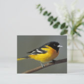Baltimore Oriole Logo (palet) Briefkaart (Staand voorkant)