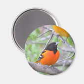 Baltimore Oriole Magneet (Voorkant / Achterkant)