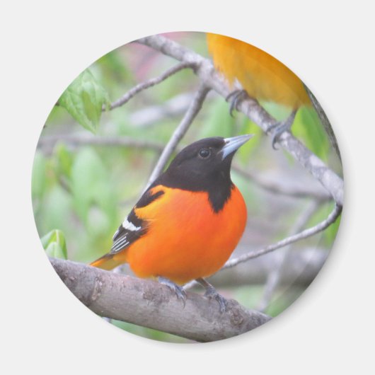 Baltimore Oriole Magneet (Voorkant)