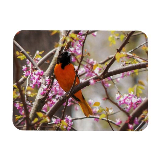 Baltimore Oriole Magneet (Horizontaal)