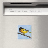 Baltimore Oriole Magnet Magneet (Insitu (Vaatwasser))