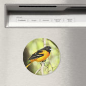 Baltimore Oriole Magnet Magneet (Insitu (Vaatwasser))