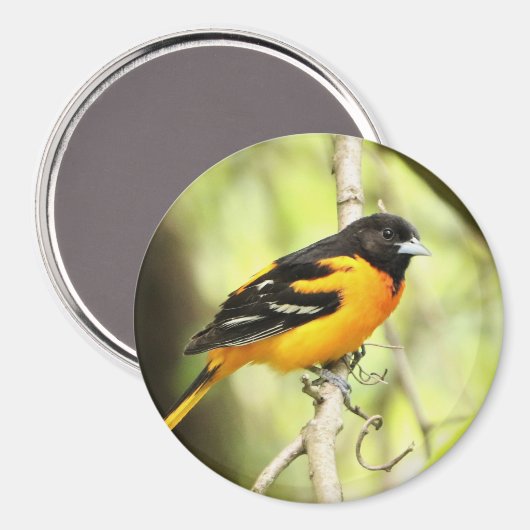 Baltimore Oriole Magnet Magneet (Voorkant / Achterkant)