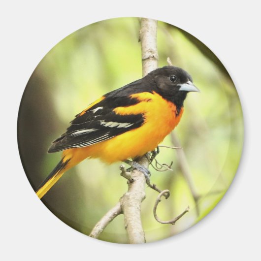 Baltimore Oriole Magnet Magneet (Voorkant)