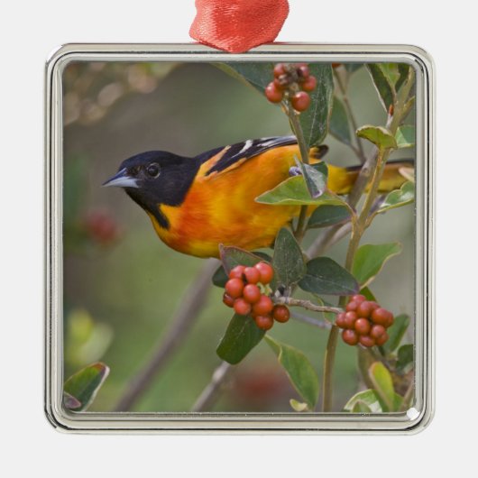 Baltimore Oriole Metalen Ornament (Voorkant)