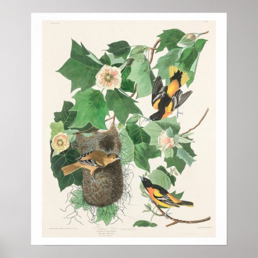 Baltimore Oriole par Audubon Poster (Devant)